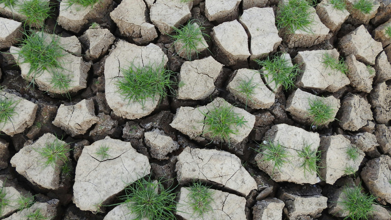 Resilienz in der Natur